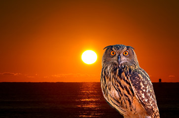 An owl and sunrise at West Palm Beach
