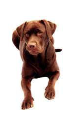 Chocolate labrador laying down