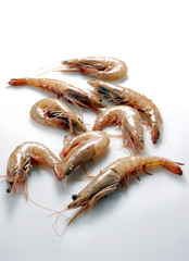 Camarones sobre fondo blanco