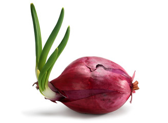 Red onion with spear