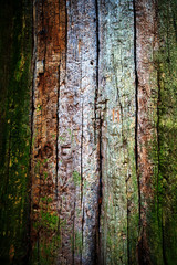 Obraz premium tree texture1