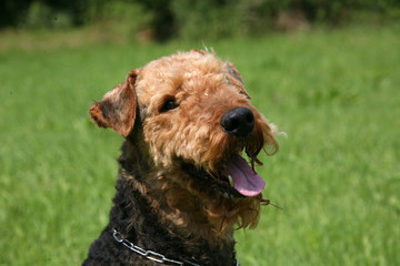 Airedale-Terrier