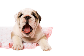 Yawning puppy