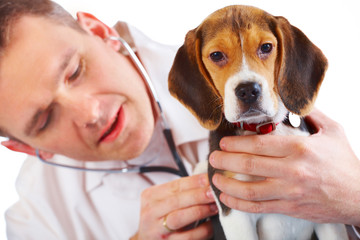 Veterinarian doctor and a beagle puppy