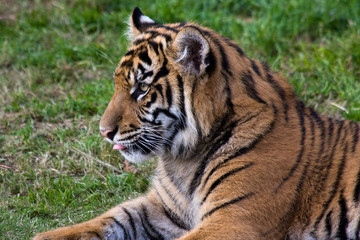 Fototapeta na wymiar Tiger Cub Sticking Tongue out