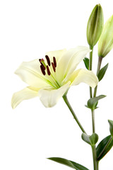 Lilies isolated on white background