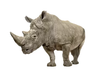 Gardinen Nashorn White Rhinoceros - Ceratotherium simum ( +/- 10 years)  © Eric Isselée