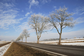 Fototapeta premium Frosted Trees