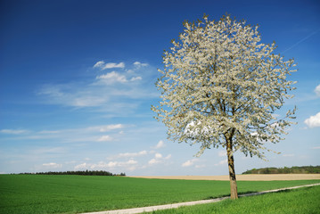 Flowering tree