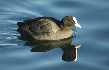 Bl&auml;&szlig;huhn Bl&auml;ssralle Blesshuhn  Blessralle