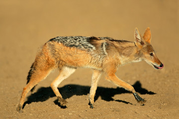 Black-backed Jackal (Canis mesomelas), Kalahari, South Africa