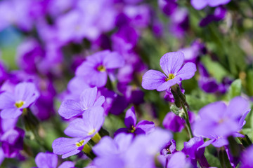 Fototapeta premium Violet flower