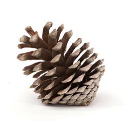 A mature pine cone isolated on white background