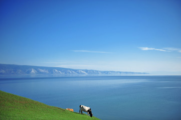 vache au bord d'un lac