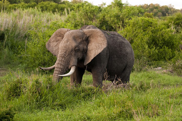 Naklejka na ściany i meble Male elephant in Kruger Park
