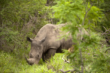 Rhino in Kruger Park