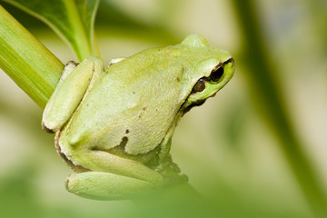 Naklejka premium tree frog