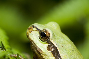 Tree frog