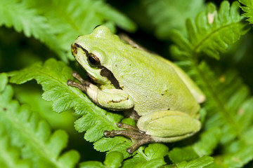 Tree frog