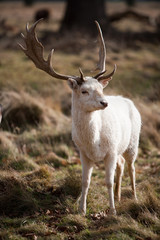 White Stag Deer
