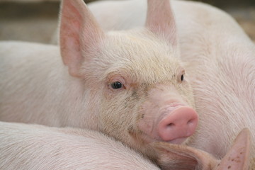 Schweinchen Babe
