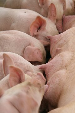 s&auml;ugende Schweinchen