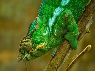 Panther Chameleon (Furcifer pardalis)