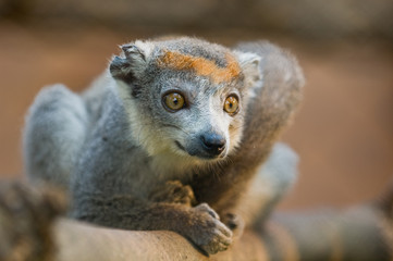 Crowned Lemur (eulemur coronatus)