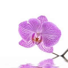 Naklejka na ściany i meble różowa orchidea