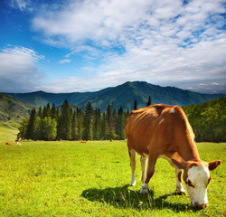 Grazing cow © Dmitry Pichugin