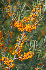Sanddorn - sallow thorn 10