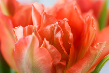 Red tulips