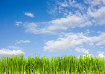 Fototapeta na wymiar grass on a background of blue sky, summer