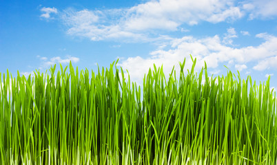 Fototapeta premium grass on a background of blue sky, summer
