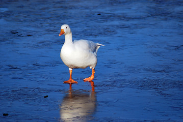 Gans