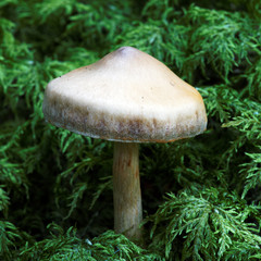 carré de champignon