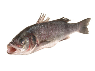 Loup de mer