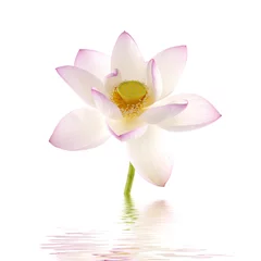 Crédence de cuisine en verre imprimé fleur de lotus pink lotus