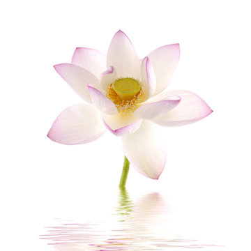 Fototapeta pink lotus