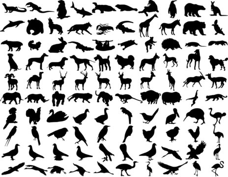 silhouettes wild animals Illustrations