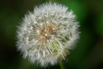 Pusteblume