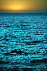 Fototapeta premium Dolphin in the ocean