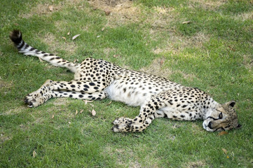 Cheetah resting
