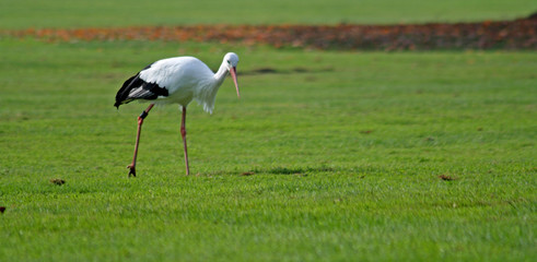 Weißstorch (Ciconia ciconia)
