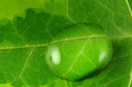 Efeublatt mit Wassertropfen