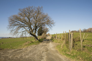 Albero isolato