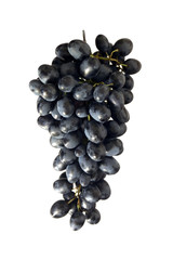 cluster of blue grape isolated on white background