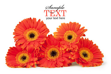 Stack of Five Bright Gerber Daisies