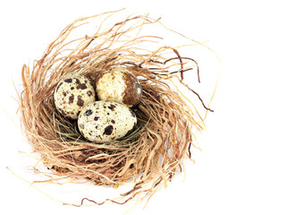 Obraz premium Bird nest with three quail eggs.