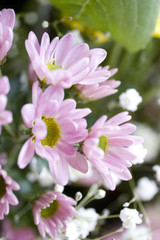 Obraz premium blumenstrauß